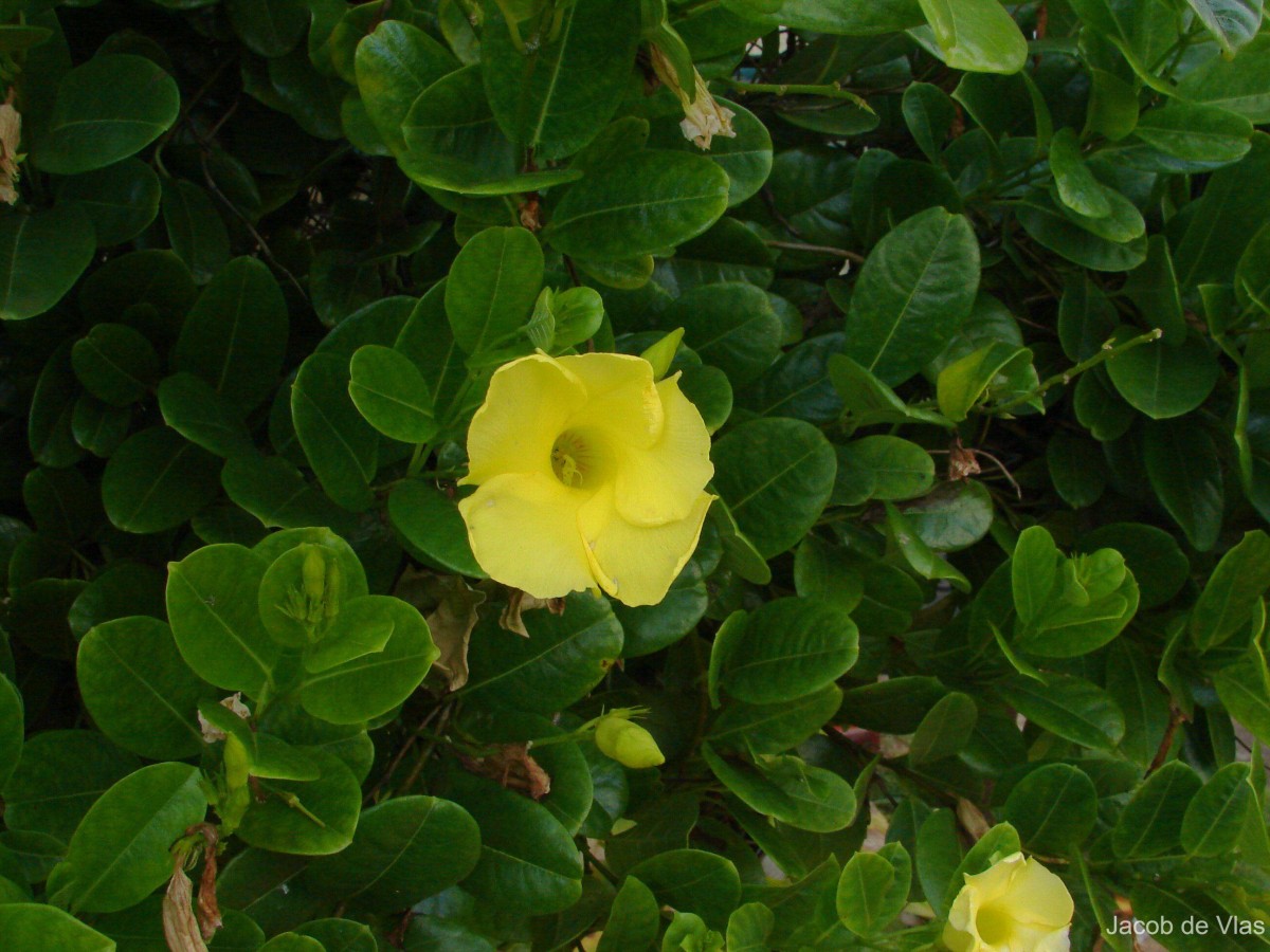 Pentalinon luteum (L.) B.F.Hansen & Wunderlin
